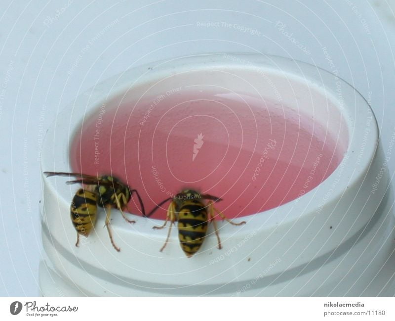 wasps Wasps Egg cup Summer Graffiti