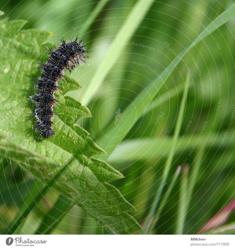 Next year I´ll be a Butterfly... Animal Plant Crawl Stinging nettle Summer Spring Insect Transform Black Green Peacock butterfly Transience Caterpillar Doll