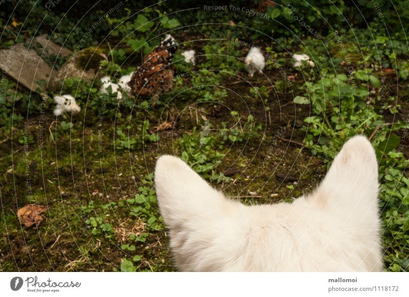 Dog watches chicken and chicks Nature Animal Pet Farm animal Group of animals Observe Catch To feed Feeding Hunting naturally Barn fowl Guard Attentive Caution