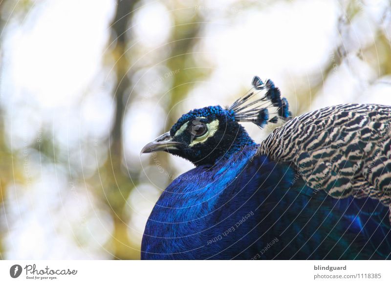 blue Beautiful Animal Wild animal Bird Animal face Zoo 1 Esthetic Blue Gray Black White Contentment Conceited Feather Plumed Eyes Beak Wing Colour photo