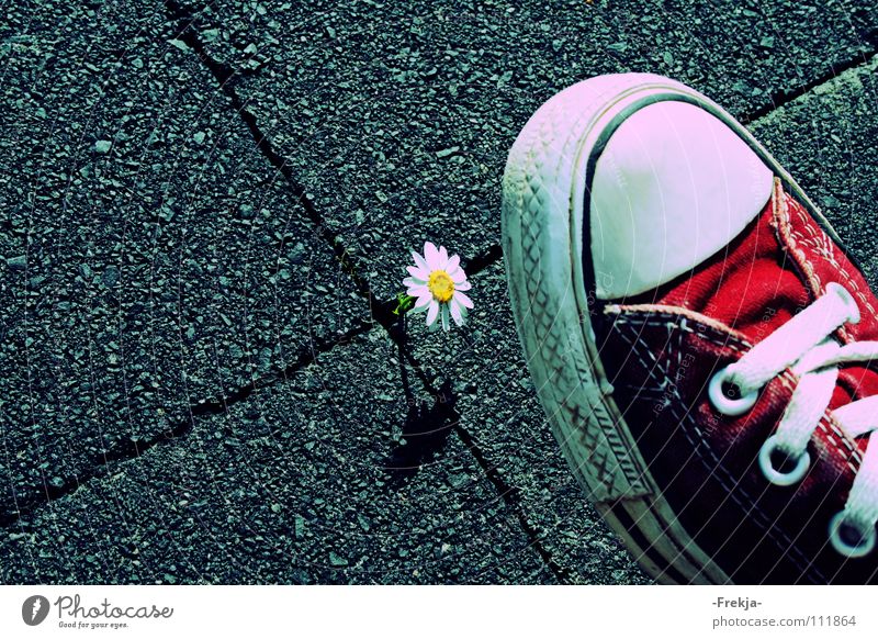 Be Aware! Chucks Daisy Flower Footwear Moral allstar laces Nature Sneakers