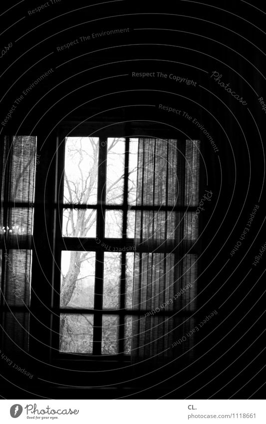 windows Living or residing Room Tree Wall (barrier) Wall (building) Window Drape Curtain Dark Creepy Wanderlust Loneliness Black & white photo Interior shot