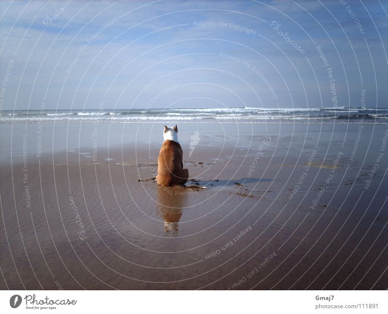 longing Longing Meditation Ocean Beach Dog Animal Grief Endurance Concentrate Mammal Wait Water Sand Patient imagination