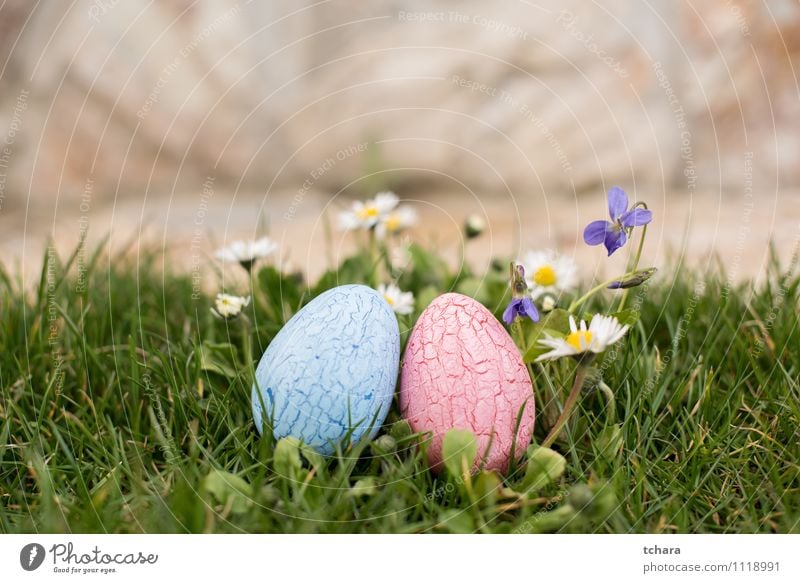 Easter eggs Garden Nature Spring Flower Blue Pink Religion and faith Tradition Egg painted decorated colorful two objects violet daisy hunting Easter holiday