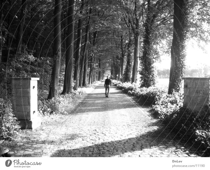 lonely Avenue Tree Woman Loneliness Human being Black & white photo