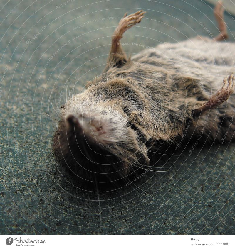 dead as a doornail Pelt Paw Snout Beard hair Toes Wayside Roadside Death Supine position Brown White Pink Gray Transience Mammal Macro (Extreme close-up)