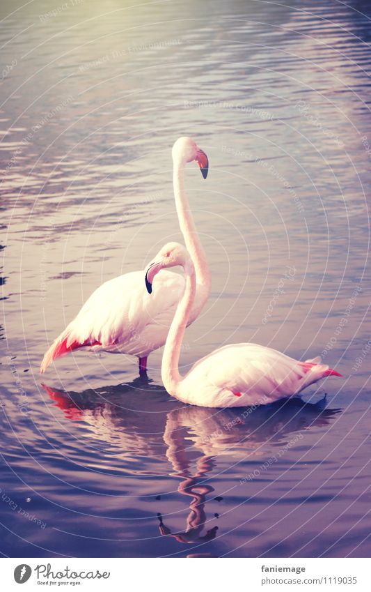 love Nature Pond Lake Animal Flamingo 2 Love Pink Violet Blue Gold Sunbeam Couple Pair of animals Neck Elegant Swimming & Bathing Reflection Camargue