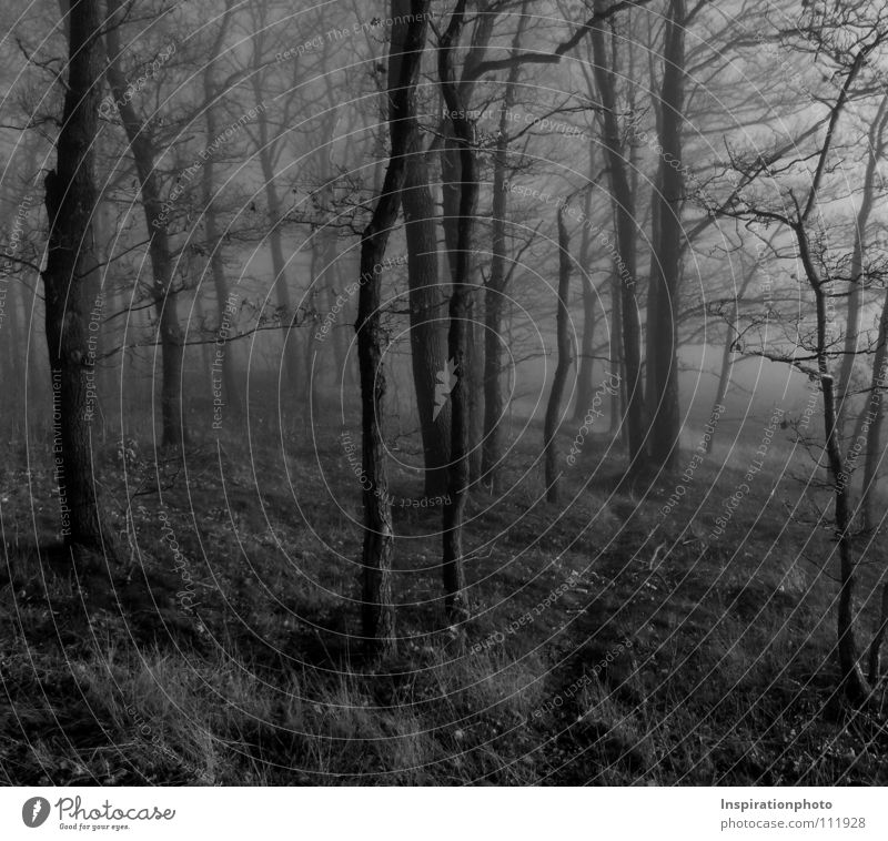 pass Black Forest Tree Leaf Autumn Fog Black & white photo wise Lanes & trails