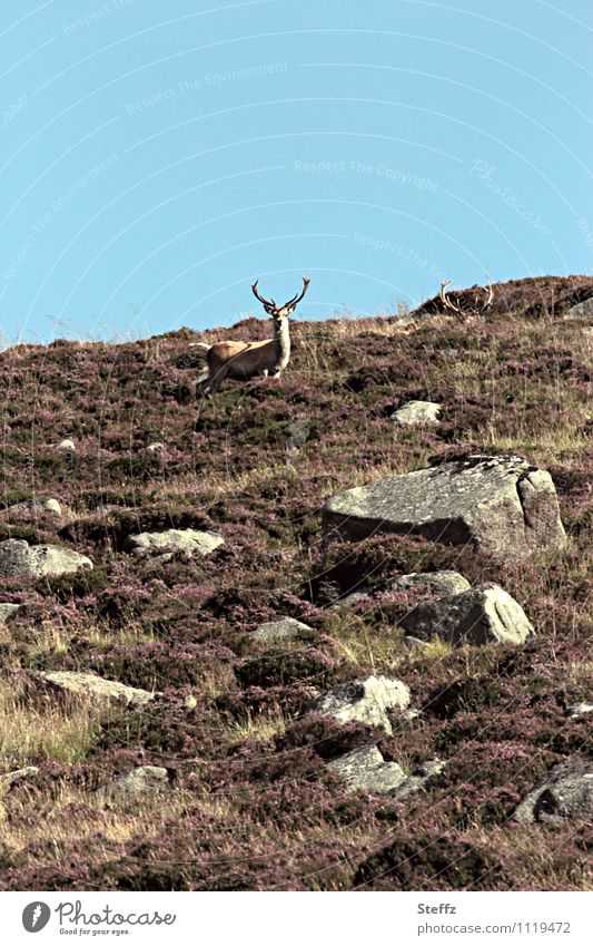 Deer on the hill in Scotland wild nature rugged nature Nordic nature Nordic romanticism Scottish summer Summer in Scotland Summer in the north Scottish nature