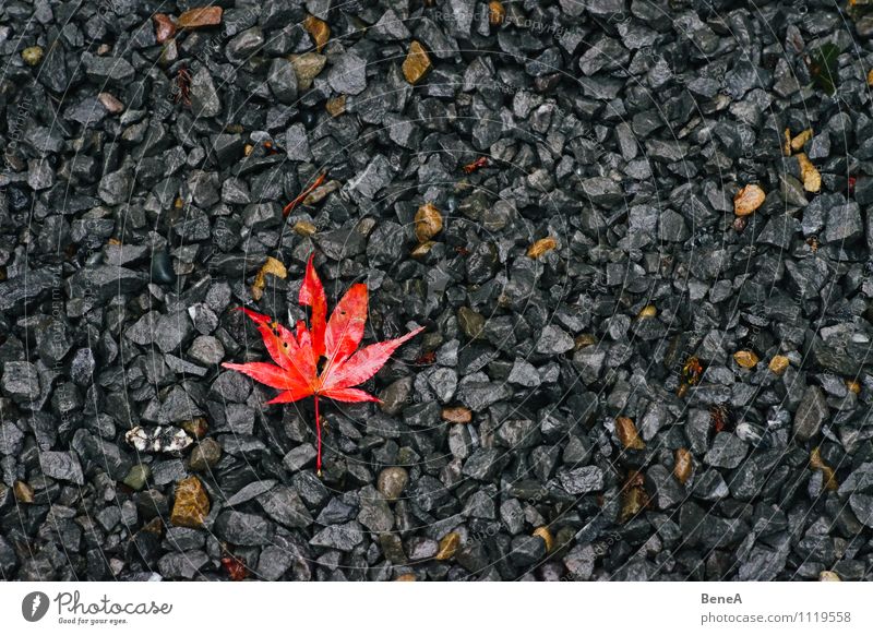 autumn Nature Plant Earth Autumn Leaf Maple leaf Maple tree Stone Old Lie Gray Orange Red Transience Change Pebble Japan maple tree Autumnal Seasons