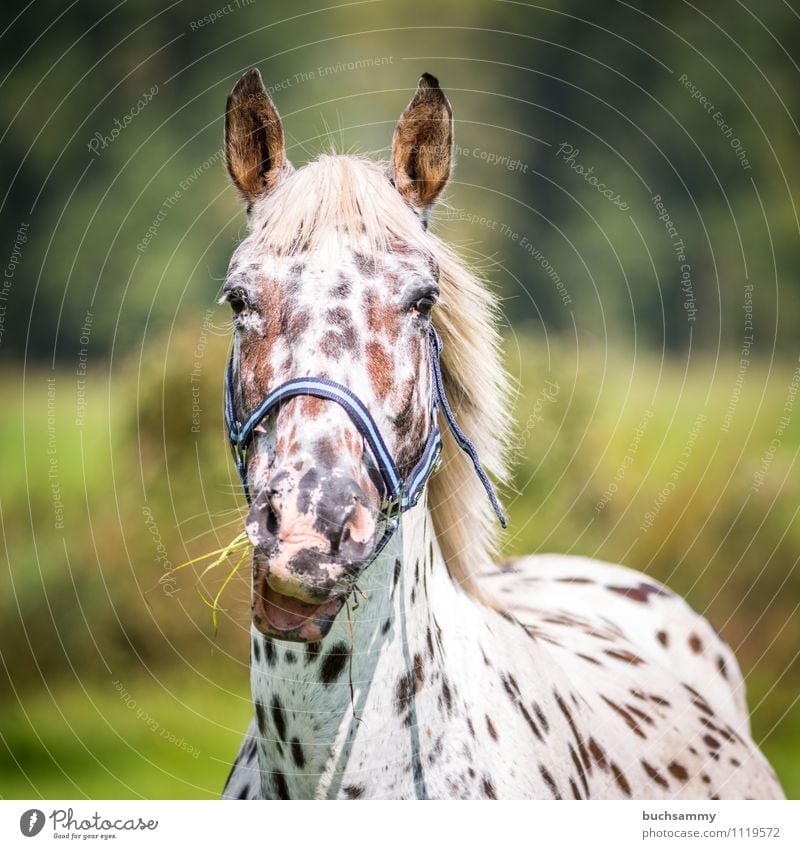 Hungry mare Animal Grass Pet Farm animal Horse 1 To feed Brown Green White Gray (horse) sunshine Mammal Ride Bridle Colour photo Exterior shot Day Sunlight