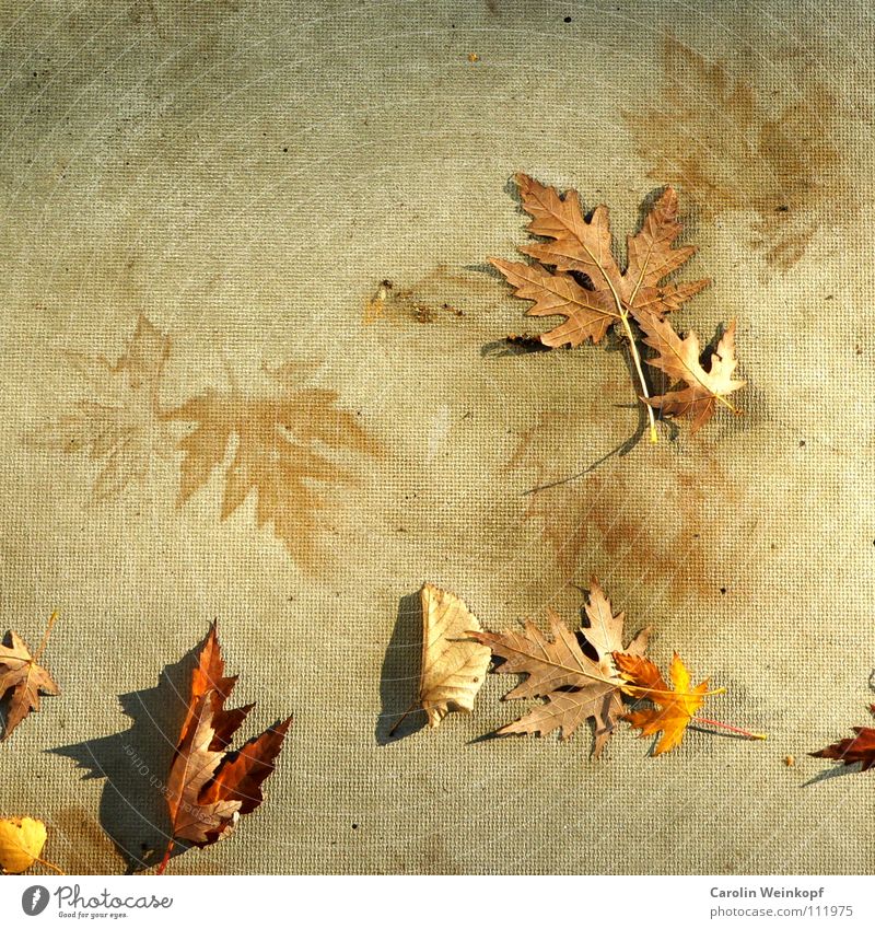 To be and to appear III Autumn Leaf Concrete Seasons September October November December Mirror image Tracks Mysterious Puzzle Unclear Autumnal Shadow