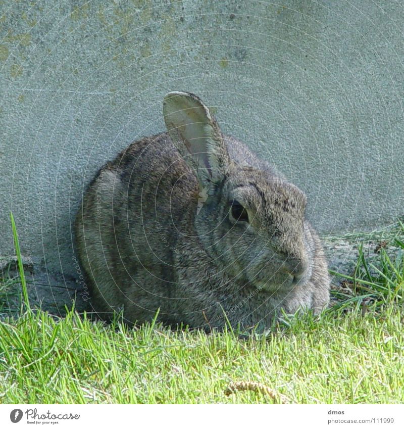 An earshot Hare & Rabbit & Bunny Lop ears Spring Cold Coat Meadow Spoon Knot Mammal Easter Bunny bunnies Pelt Ear compact Eyes