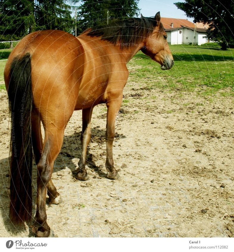 snapped from behind Horse Foal Ride Grass Haag Black Brown House (Residential Structure) Fir tree Hoof Horseshoe Mane Tails Switzerland Ready Pelt Groom Stand