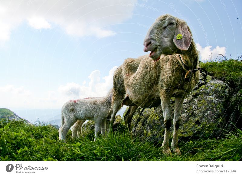 sheep Barn fowl Federal State of Tyrol Nature Kitzbühel Alps Austria Animal Agriculture HDR Cattle breeding Sheep Lamb Appease Mammal High plain