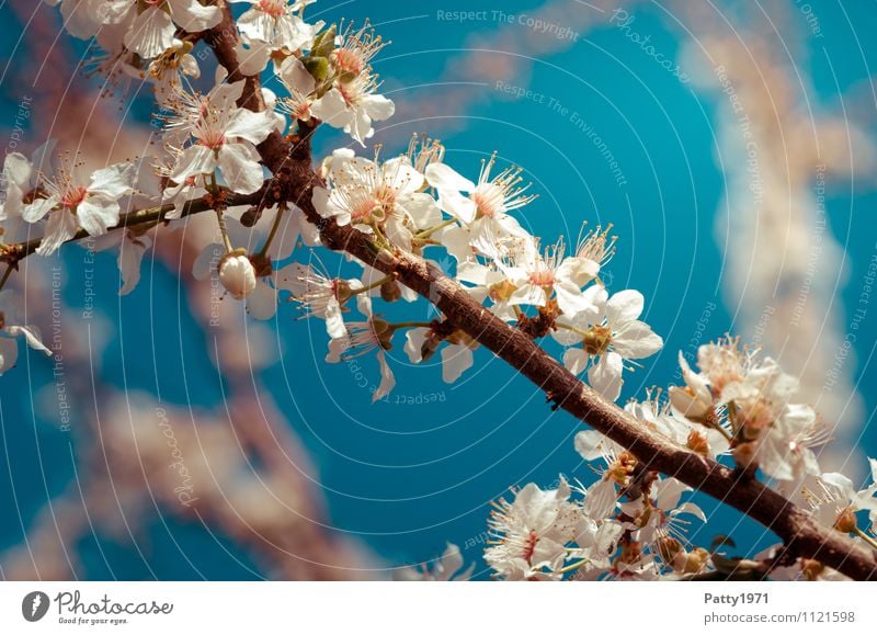 cherry blossom branch Spring Beautiful weather Plant Tree Blossom Cherry blossom Twig Branch Blossoming Esthetic Blue White Nature Colour photo Exterior shot