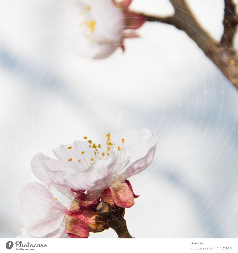 ...spring will come Spring Beautiful weather Plant Tree Blossom Fruit trees Apricot tree apricot blossom fruit tree blossom Garden Blossoming Friendliness