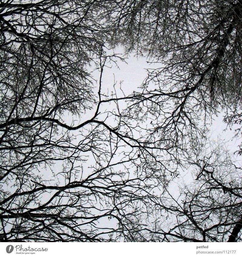 Treetops XIV Autumn Forest Leaf Winter Black White Under Clouds Sky Branch Twig Nature Blue Shadow Tall To fall Wind