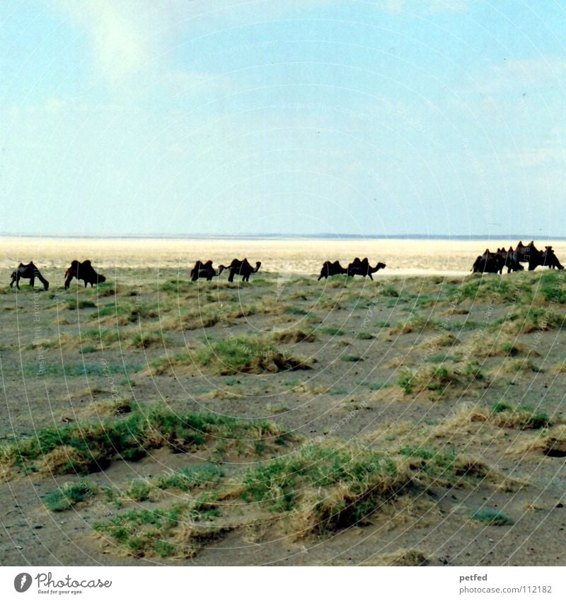 Many in the Gobi Mongolia Asia Hiking Vacation & Travel Steppe Dream Driving Offroad vehicle Adventure Infinity Camel Animal Loneliness Horizon Desert Earth