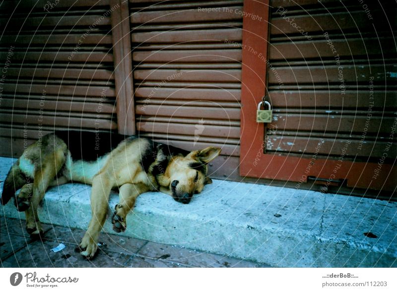Slept like a dog Chile Valparaíso Red Dog Animal Analog Lomography South America Feeble blue Castle Fatigue Gate Colour . the BoB German Shepherd Dog