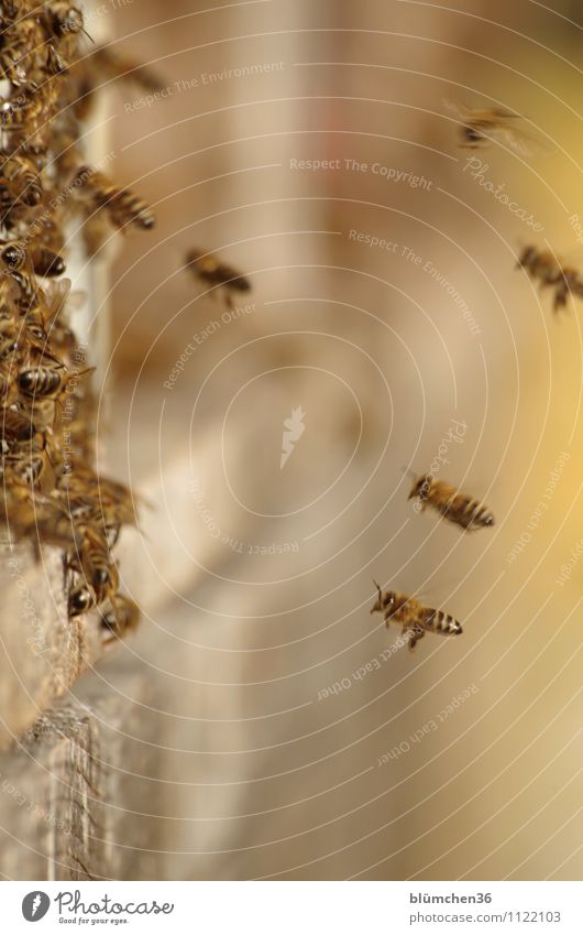 Full commitment Animal Farm animal Wild animal Bee Honey bee Insect Flock Beehive Flying Carrying Authentic Small Natural Teamwork Work and employment Workplace