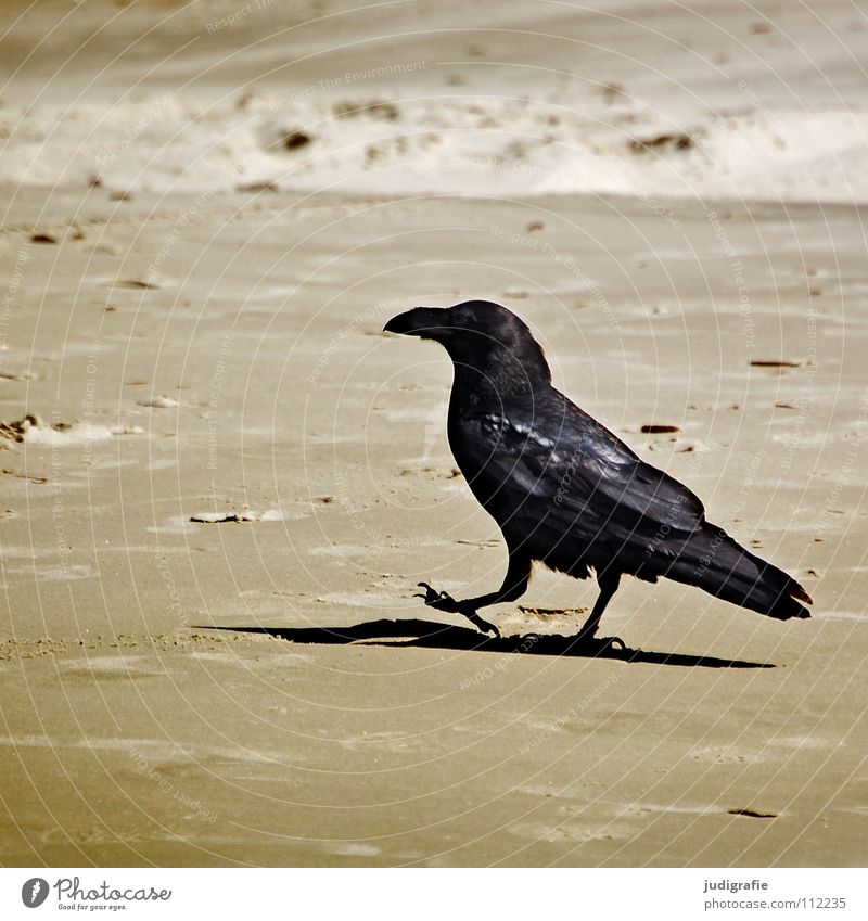 beach walk Beach Crow Raven birds Bird To go for a walk Loneliness Going Go off Coast Colour Sand Walking Shadow