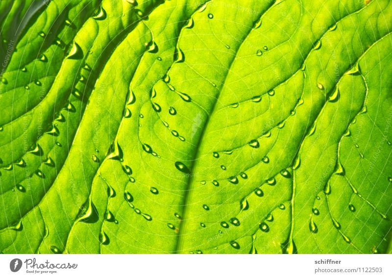 refreshment Nature Plant Water Drops of water Tree Foliage plant Exotic Green Fresh Wellness Damp Wetlands Leaf green Rachis Leaf filament Refreshment Dripping