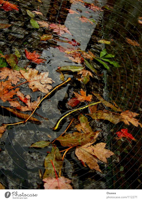 Worst Autumn ever Leaf Puddle Wet Cold Rain Bad weather Boredom