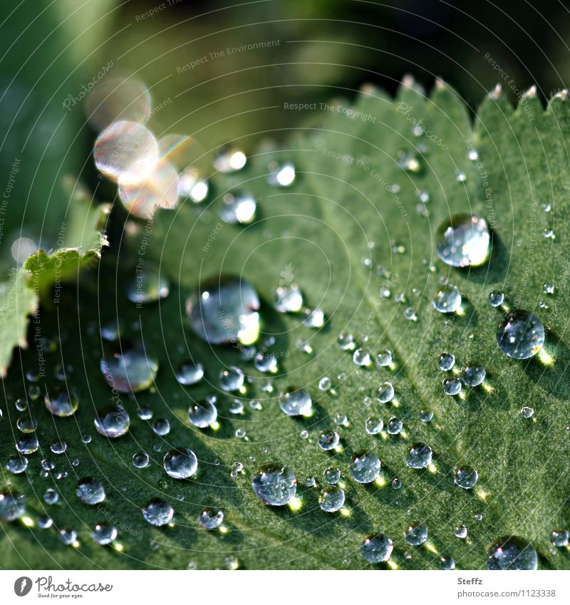 Raindrops with light reflections on a lady's mantle leaf Alchemilla vulgaris Alchemilla leaves raindrops light reflexes Lotus effect Hydrophobic Drops of water