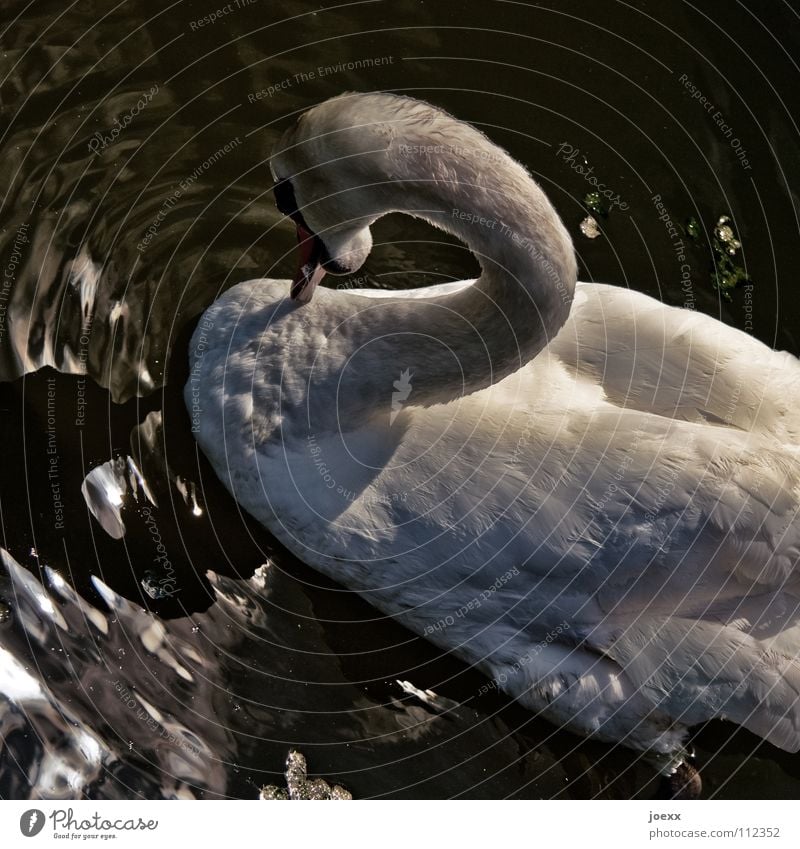 White swan (gating) in water from above 2 Attack Threat Humble Threaten Duck birds Feather Curved Body of water Mute swan Swan Lake Sunset Reflection Pond