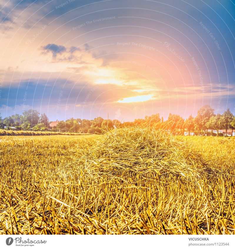 Straw field and sunset sky Lifestyle Design Summer Sun Agriculture Forestry Nature Sky Sunrise Sunset Sunlight Autumn Beautiful weather Meadow Field Yellow