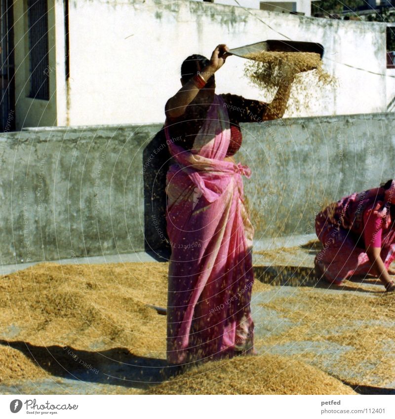 rice harvest India Asia Adventure Rice harvest October Autumn Woman Indian Work and employment Housewife Chaff Food Roof Sari Rishikesh Ganga river Earth