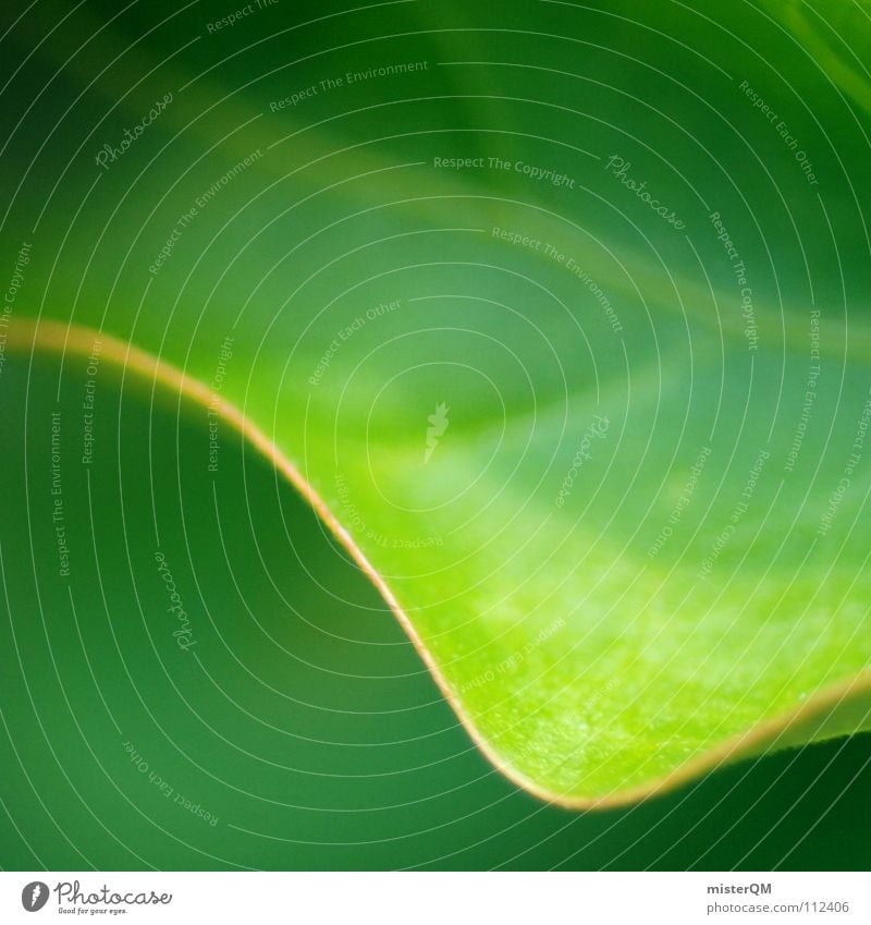 turn over a new leaf Leaf Green Nature Calm Dream Beautiful Beginning Relaxation Perfect Simplistic Blur Plant Meadow Bushes Photosynthesis Vessel Provision
