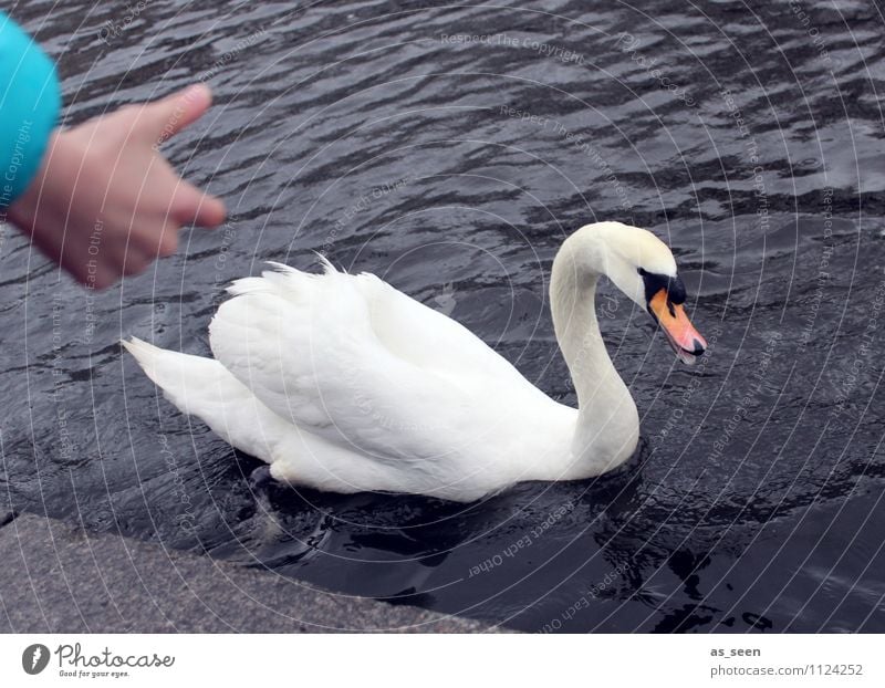 Feed swan Parenting Animal Swan Animal face Wing Zoo 1 To feed Feeding Swimming & Bathing Esthetic Authentic Gray Orange Turquoise White Joy Love of animals