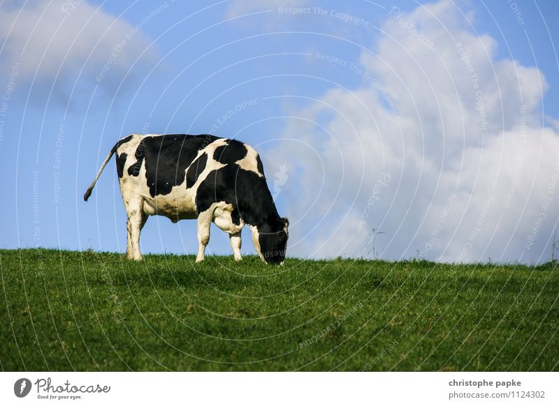 One cow makes moo, many cows make... Dairy Products Vacation & Travel Summer Mountain Agriculture Forestry Environment Nature Spring Beautiful weather Meadow