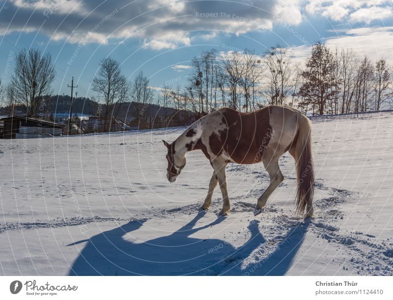 Horse in winter on stable search:) Ride Hunting Vacation & Travel Tourism Adventure Far-off places Freedom Winter Snow Winter vacation Sports Nature Clouds
