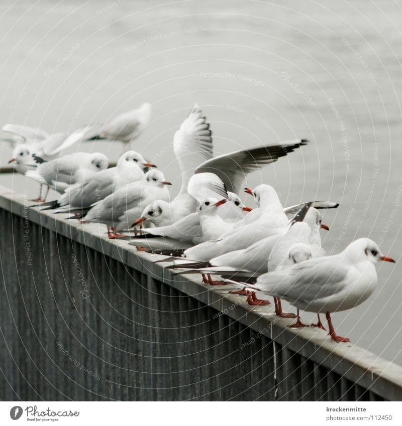 break ranks Bird Seagull Vantage point Gray Animal Gull birds Judder Beak Row Handrail Wait keep an eye out Wing Feather