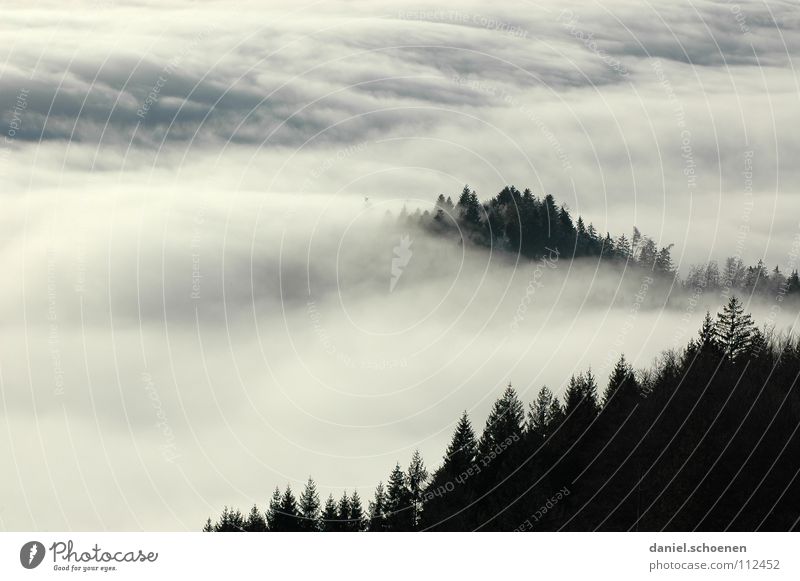 Invasion weather situation 2 Fog Clouds Black White Abstract Background picture Tree Autumn Black Forest Winter Fir tree Sky Mountain Contrast Shadow Weather