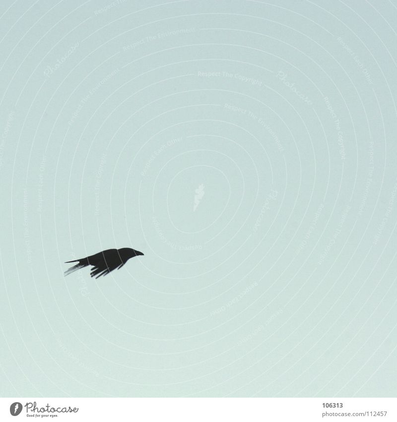 BLACK IS NO COLOUR Bird Raven birds Crow Black Aerodynamics Minimal Free space Sky Peace crowing bird Loneliness Flying Aviation wedge-shaped Contrast coulor