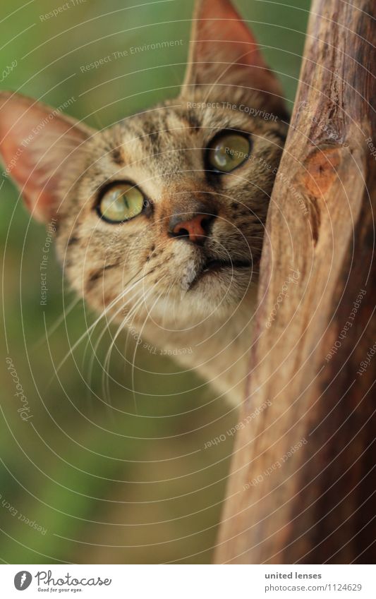 FF# Miau Animal Pet Contentment Land-based carnivore Cat Cat eyes Cat's head Curiosity Deerstalking Observe Discover Colour photo Subdued colour Exterior shot