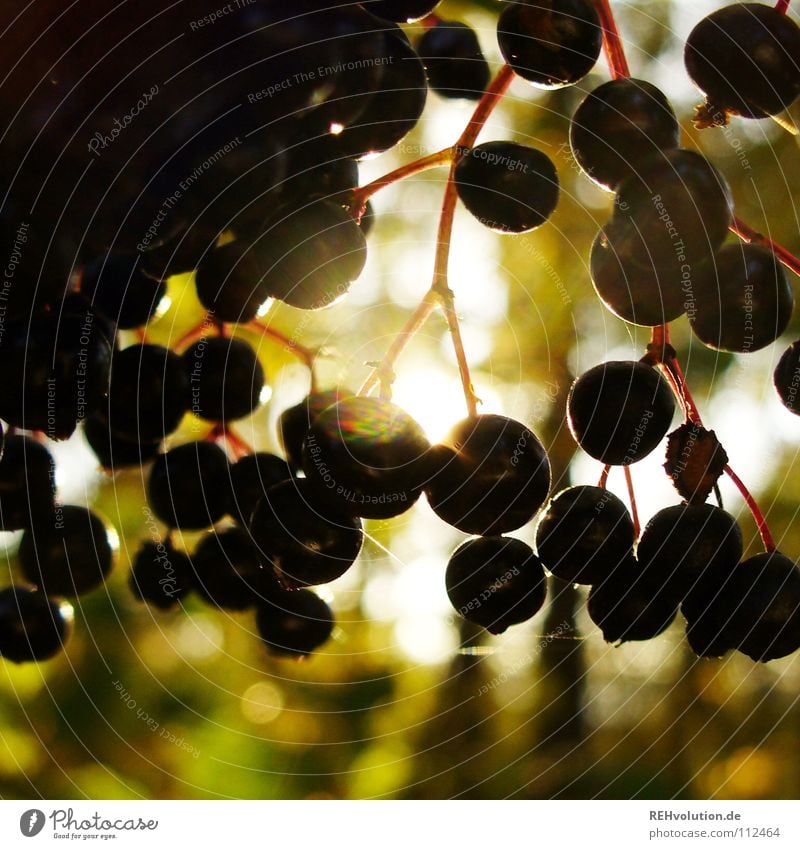 hounders Autumn Round Dark Back-light Light Hang Silhouette Multiple Small Dazzle Delicious Fruit Bright Many Berries Elderberry