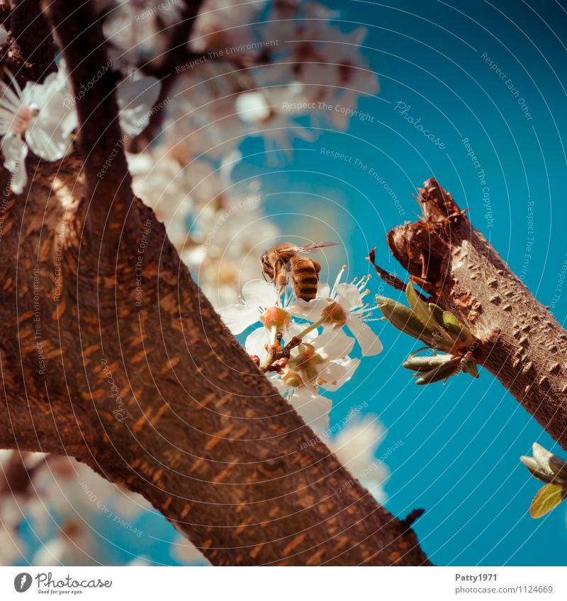 Blossom branch with bee Nature Cloudless sky Spring Beautiful weather Tree Cherry blossom Twig Branch Bee 1 Animal Blossoming Esthetic Blue White Honey bee