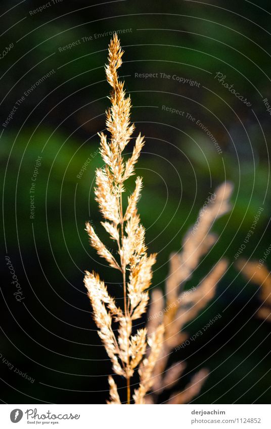 At the end of a summer, a faded tender yellow twig stands by the wayside. Exotic Calm Trip Summer Field Agriculture Forestry Plant Beautiful weather Bushes