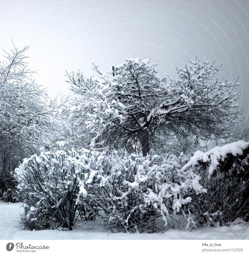 i_will_sommer_SOFORT_!!!! Winter Cold Tree White Snow Freeze Ice Frost Winter mood