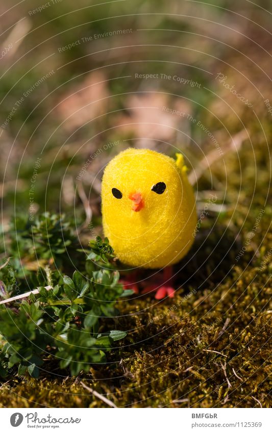 my yellow lucky bird Nature Earth Plant Grass Moss Fern Foliage plant Garden Park Meadow Bird Kitsch Odds and ends Toys Funster Relaxation Crouch Looking Sit