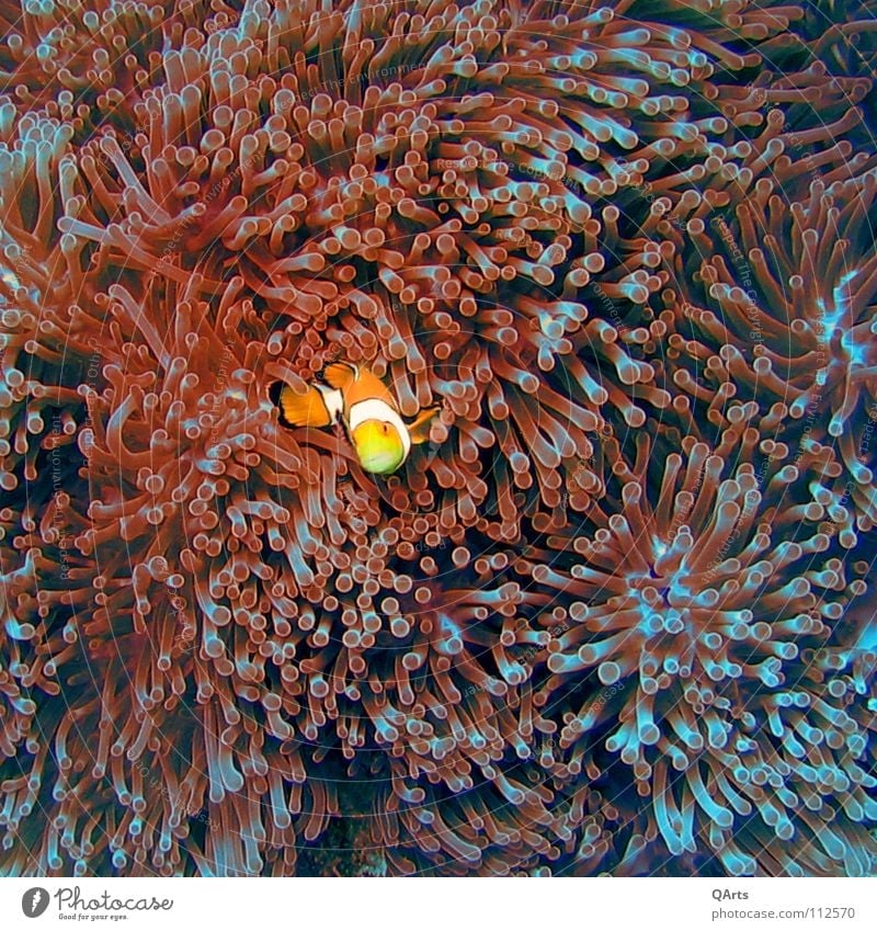Nemo III Finding Nemo Clown fish Redsea Anemonefish Anemone Fishes Sea anemone Coral Soft coral Lake Ocean Indian Ocean Andaman Sea Thailand Dive