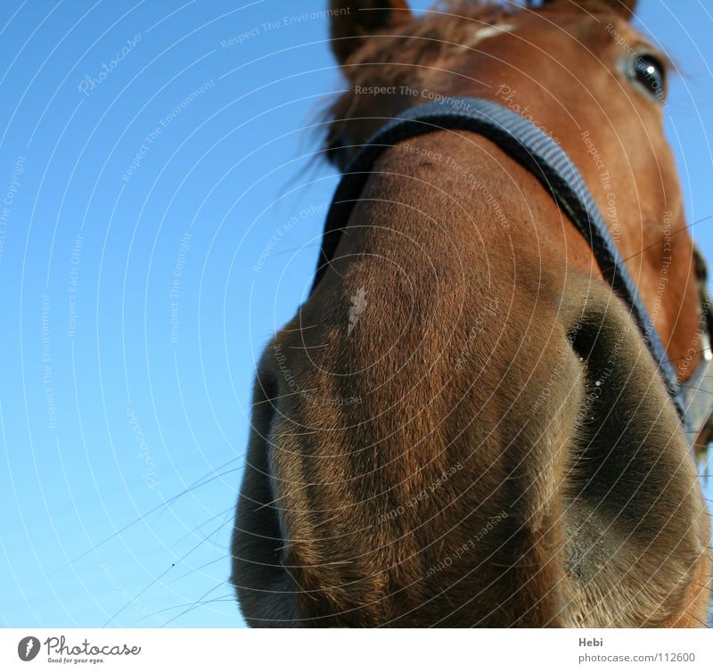 look me in the nose little... Horse Animal Nostril Odor Confidential Caress Red-haired Equestrian sports Foxhunting Cowboy Trust Mammal Sky four-legged friends