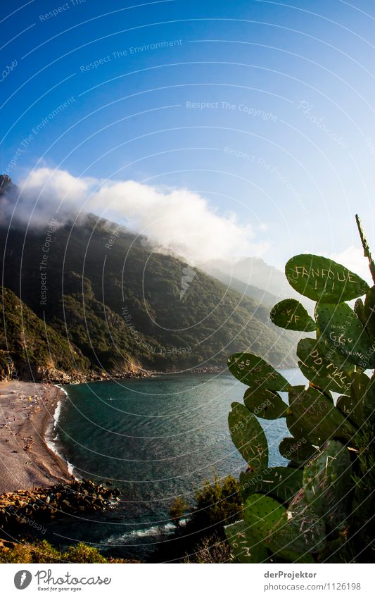 Cactus graffiti with view Vacation & Travel Tourism Trip Freedom Mountain Hiking Environment Nature Landscape Plant Summer Beautiful weather Forest