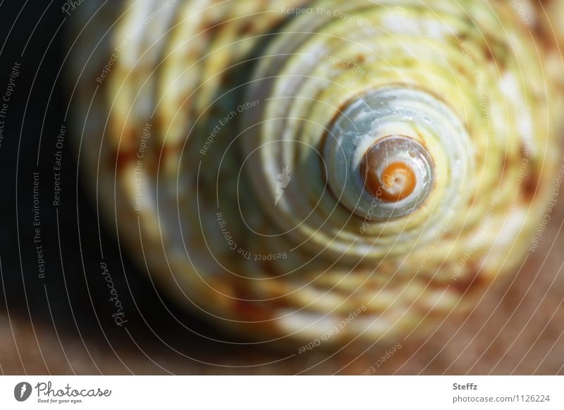 Symmetry of the shell spiral Mussel Spiral Shell spiral Mussel shell symmetric symmetrical shape symmetrical structure Point symmetry of nature natural symmetry