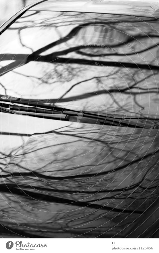 branches and two Environment Nature Autumn Tree Twigs and branches Car Car Window Car Hood Complex Black & white photo Exterior shot Abstract